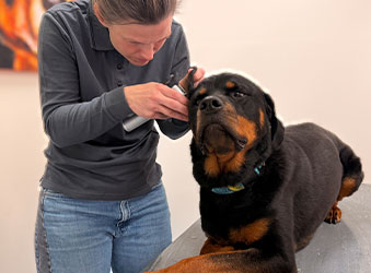 consult dierenarts