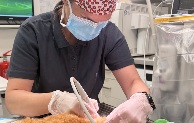 gebitsreiniging en extracties gebitsreiniging en extracties