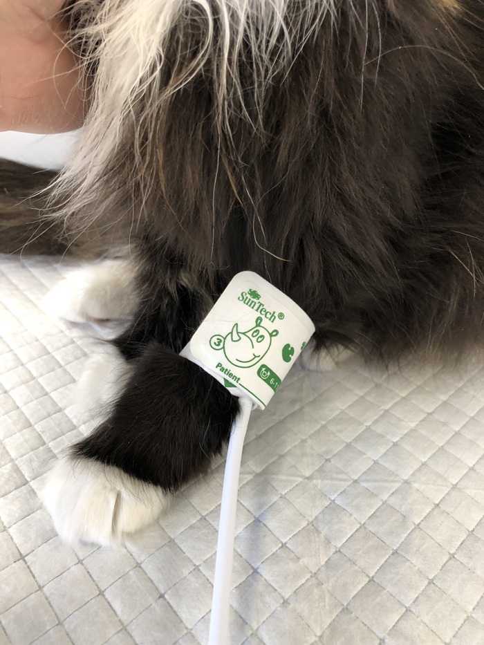 Dierenkliniek Van Broekhoven: alle zorg in onze dierenartsenpraktijk Dierenkliniek Van Broekhoven: alle zorg in onze dierenartsenpraktijk